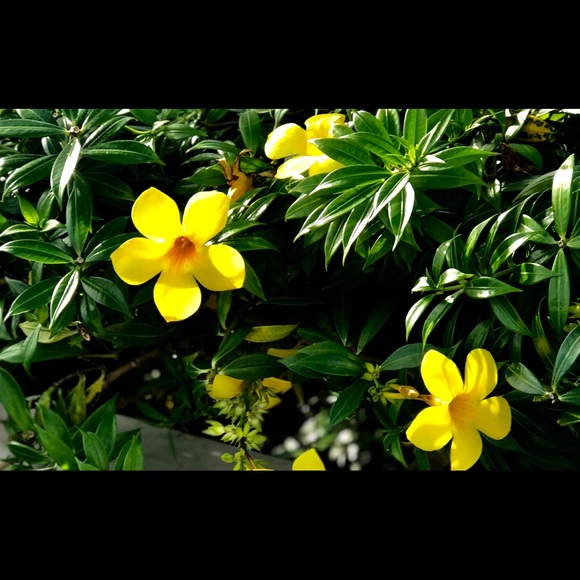 Meet your Posher, Michele - Picture 3 of 7